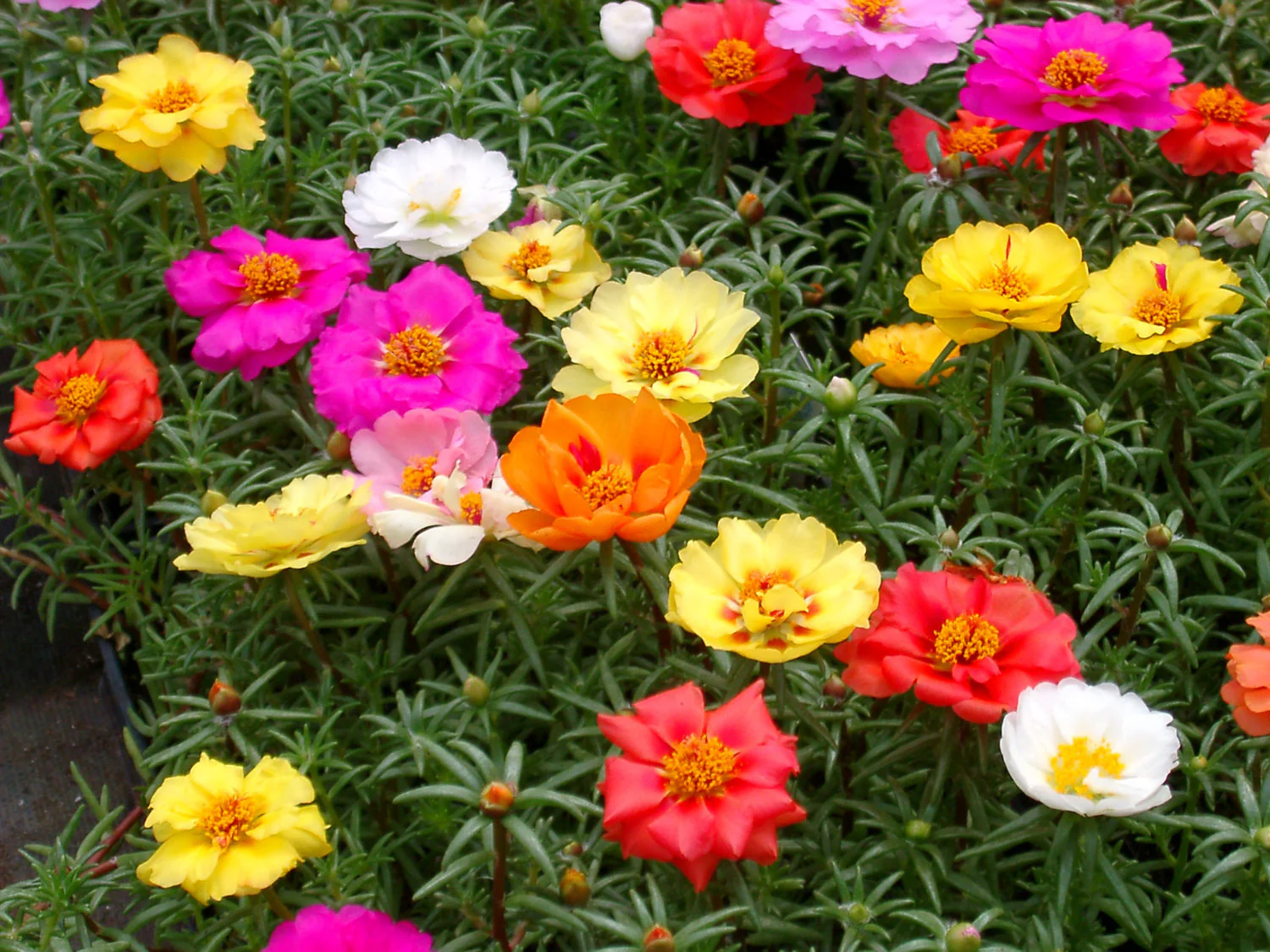 Portulaca | Single Mix