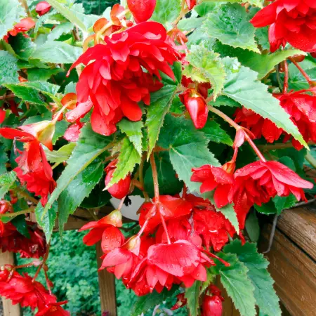 Begonia | Scarlet