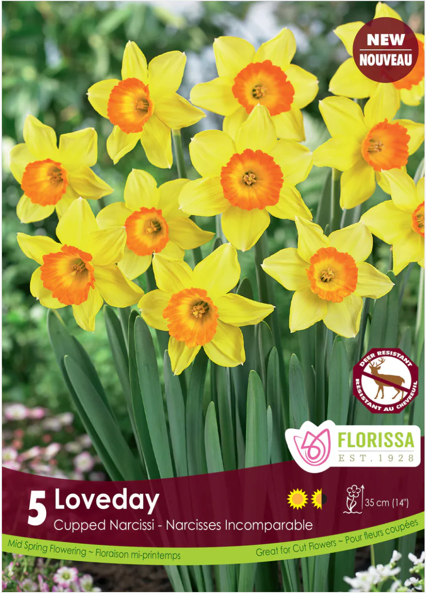 PRE-ORDER Daffodil Cupped | Loveday