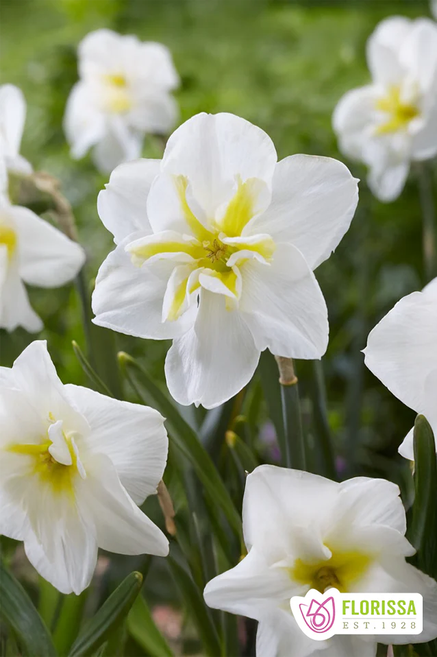 PRE-ORDER Daffodil | Lemon Beauty - Butterfly Narcissus (Late)