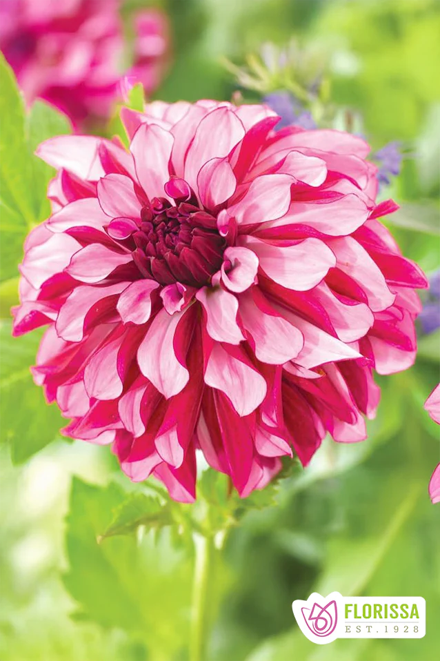 Dahlia | Decorative - Cranberry Classic (1 Bulb)