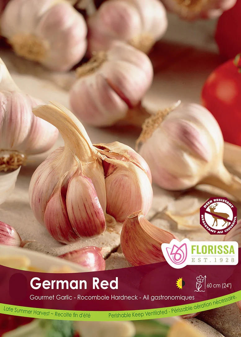 PRE-ORDER Fall Garlic | German Red