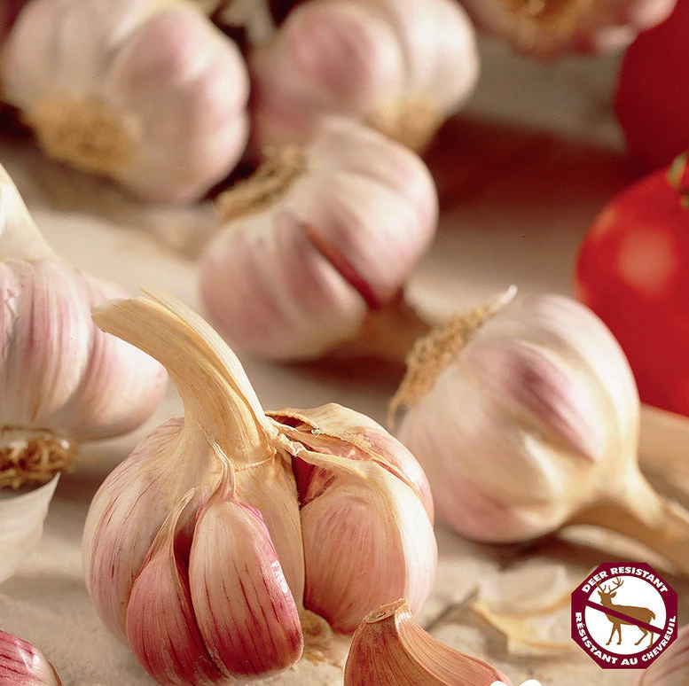PRE-ORDER Fall Garlic | German Red - Image 2