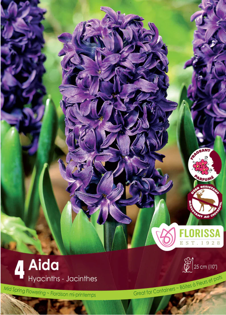 NEW 2026 Fall Bulbs