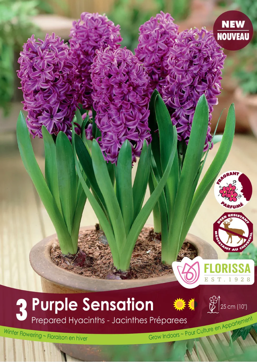 PRE-ORDER Hyacinth PREPARED | Purple Sensation