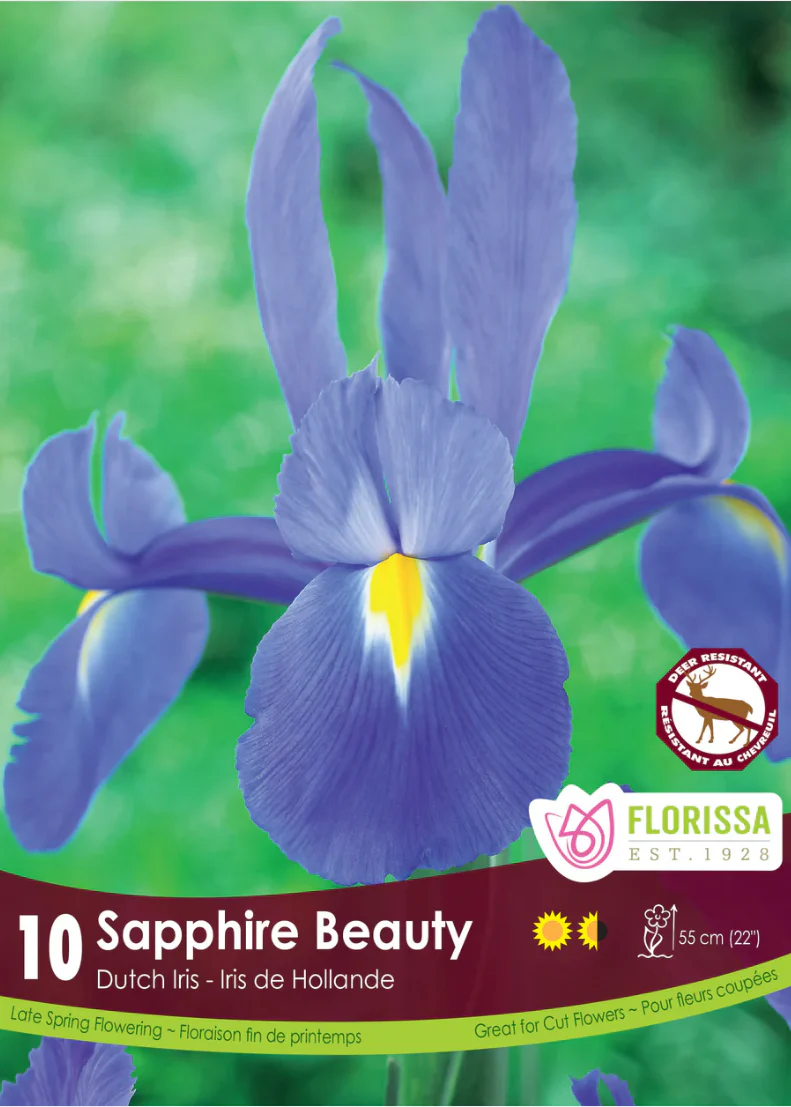 PRE-ORDER Iris | Dutch Sapphire Beauty