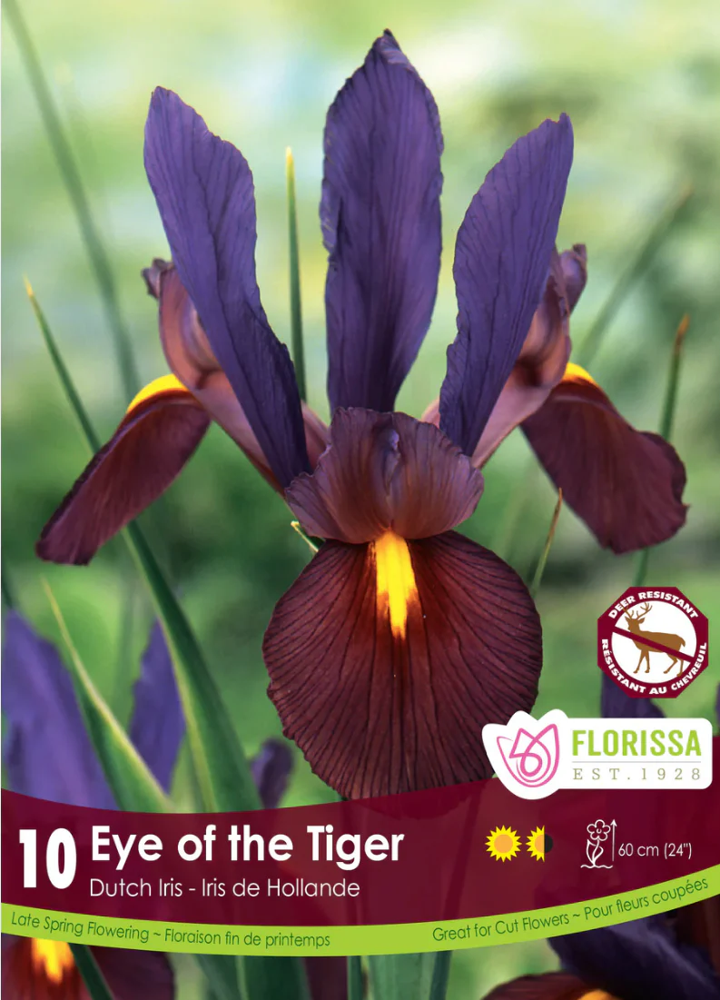 PRE-ORDER Iris | Eye of the Tiger