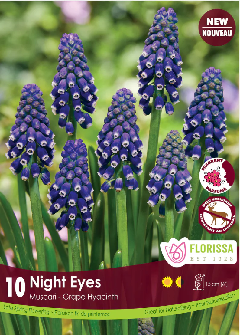 PRE-ORDER Muscari | Night Eyes
