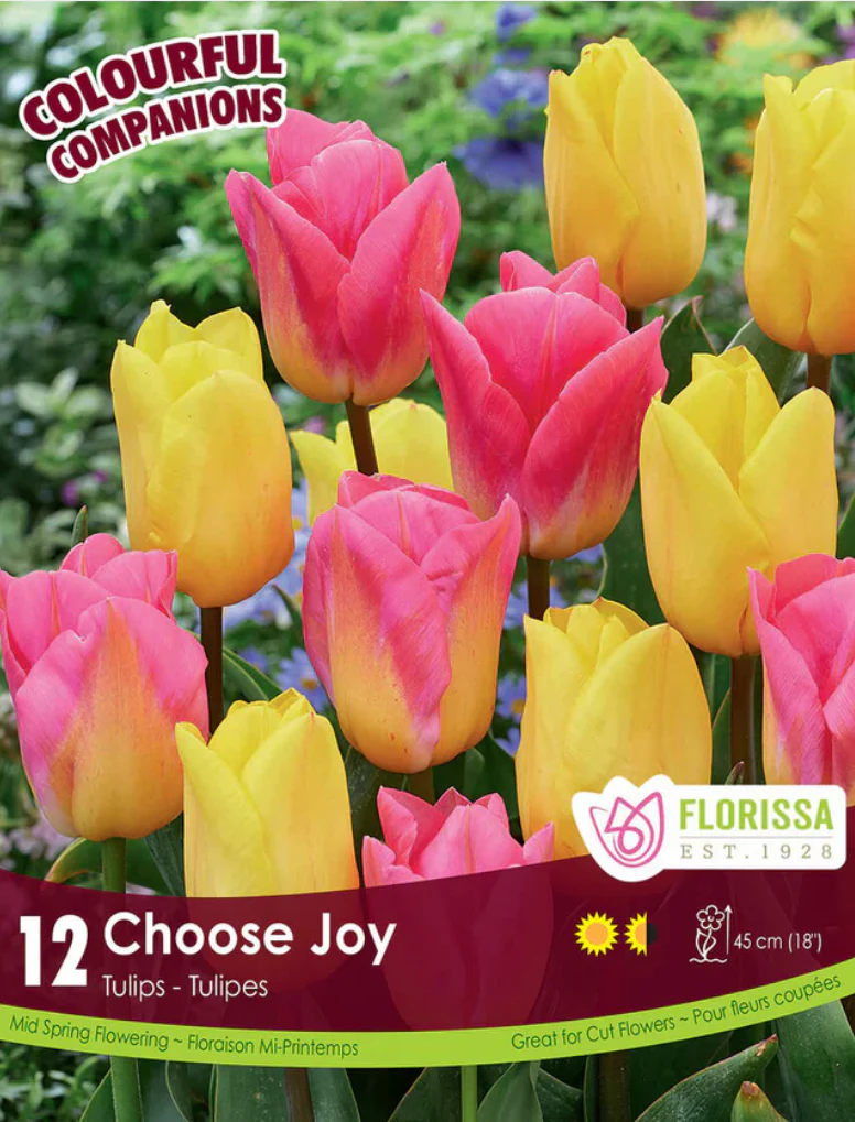 PRE-ORDER Tulip | Choose Joy