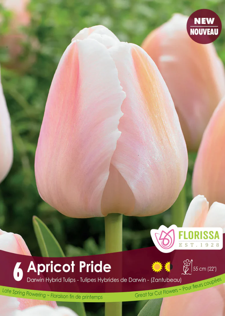 PRE-ORDER Tulip Darwin Hybrid | Apricot Pride