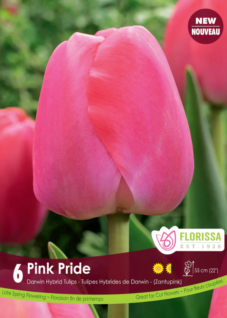PRE-ORDER Tulip Darwin Hybrid | Pink Pride