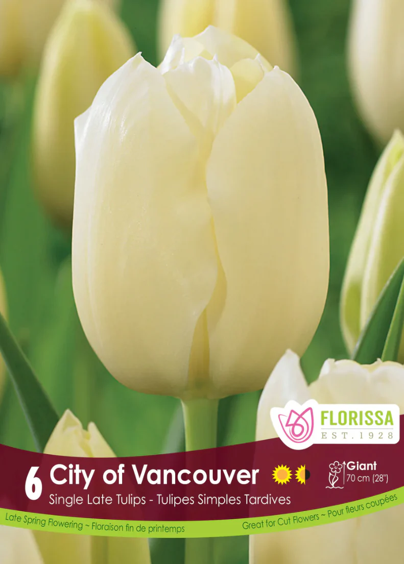 PRE-ORDER Tulip Darwin Late Single | City of Vancouver