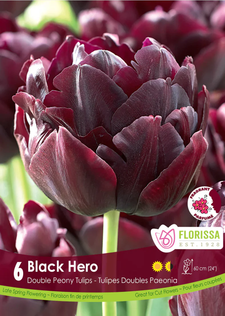 PRE-ORDER Tulip Double Late | Black Hero