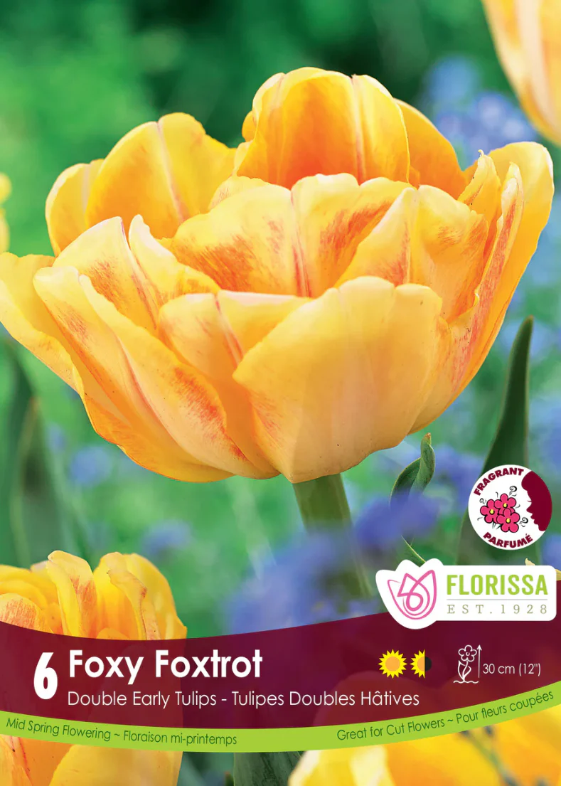 PRE-ORDER Tulip Double Early | Foxy Foxtrot