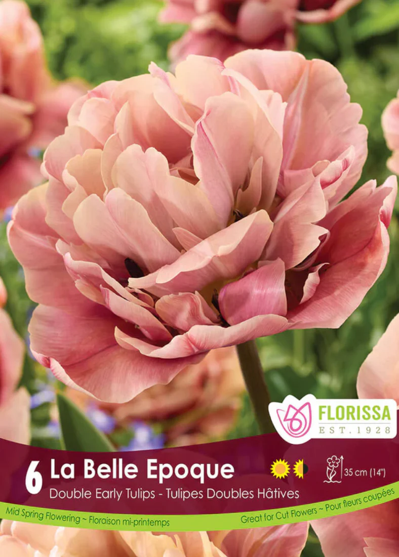 PRE-ORDER Tulip Double Early | La Belle Epoque NEW