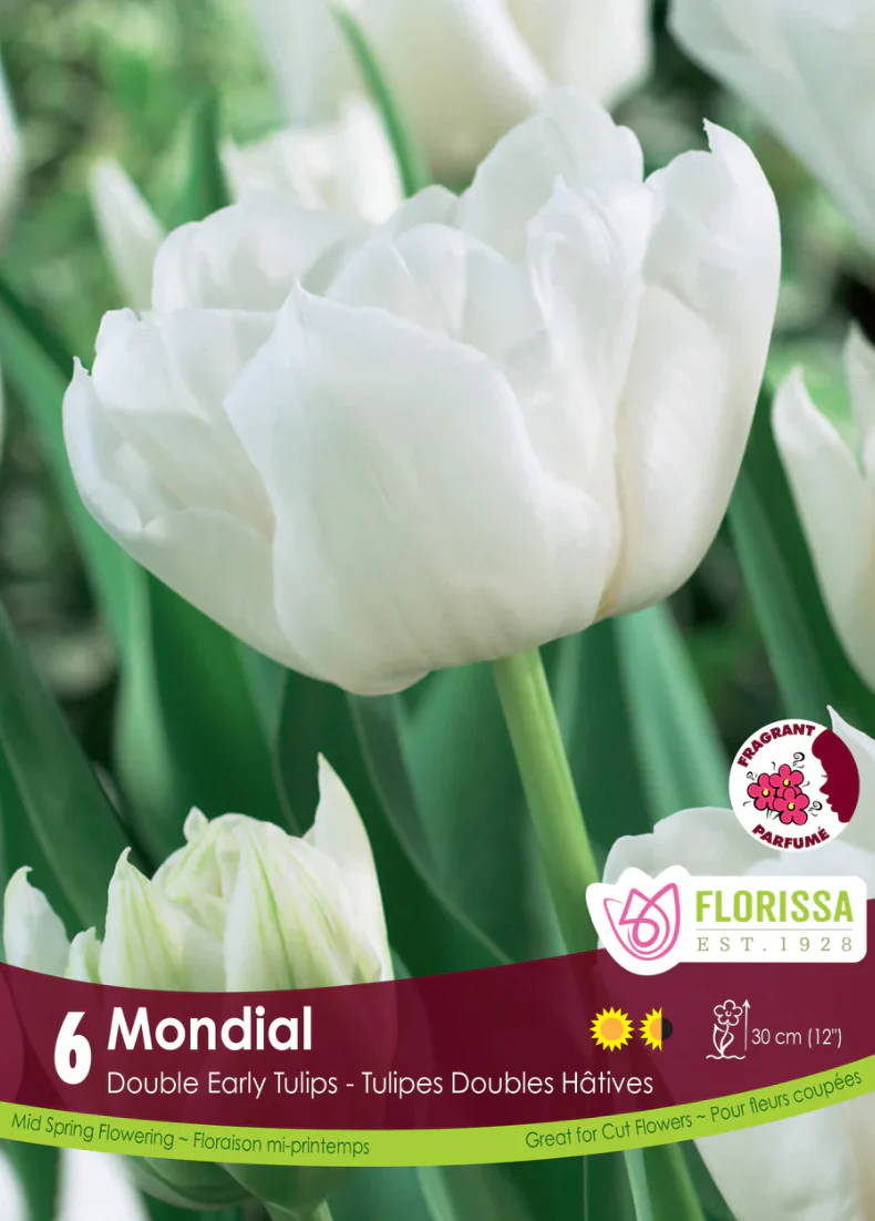 PRE-ORDER Tulip Double Early | Mondial