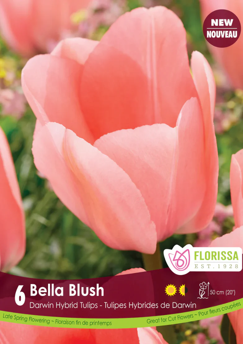 PRE-ORDER Tulip Darwin Hybrid | Bella Blush