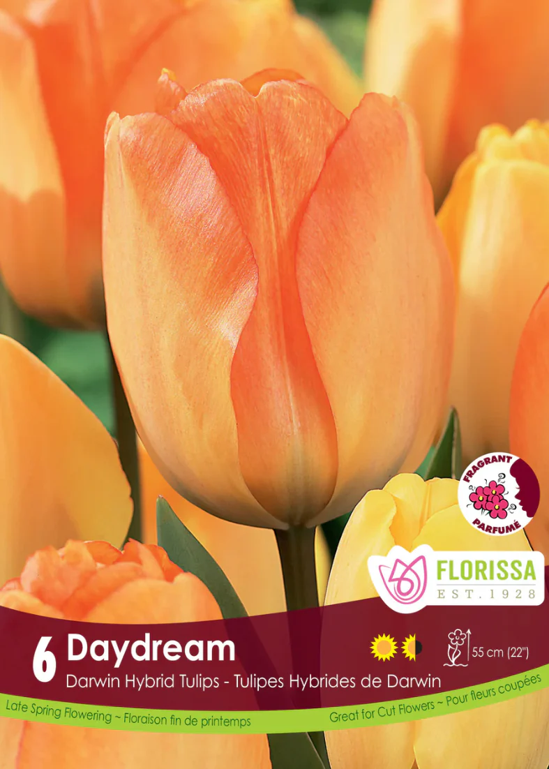 PRE-ORDER Tulip Darwin Hybrid | Daydream