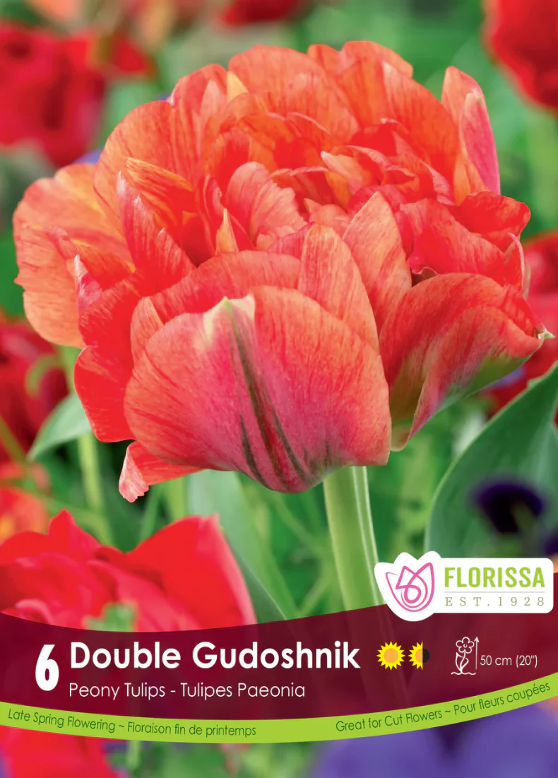 PRE-ORDER Tulip Double Late | Double Gudoshik