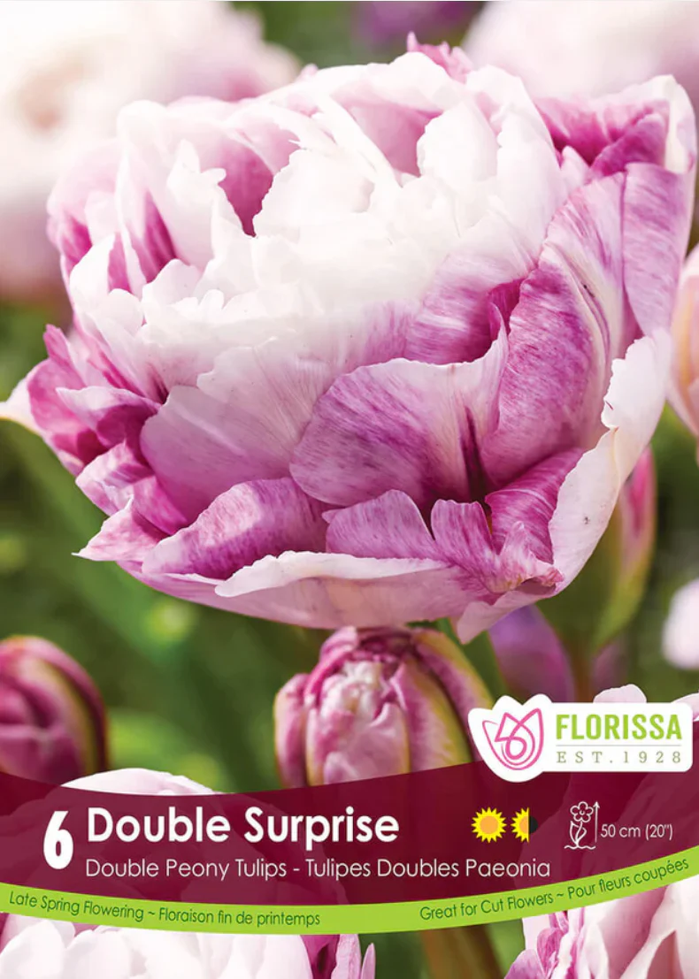 PRE-ORDER Tulip Double Late | Double Surprise NEW
