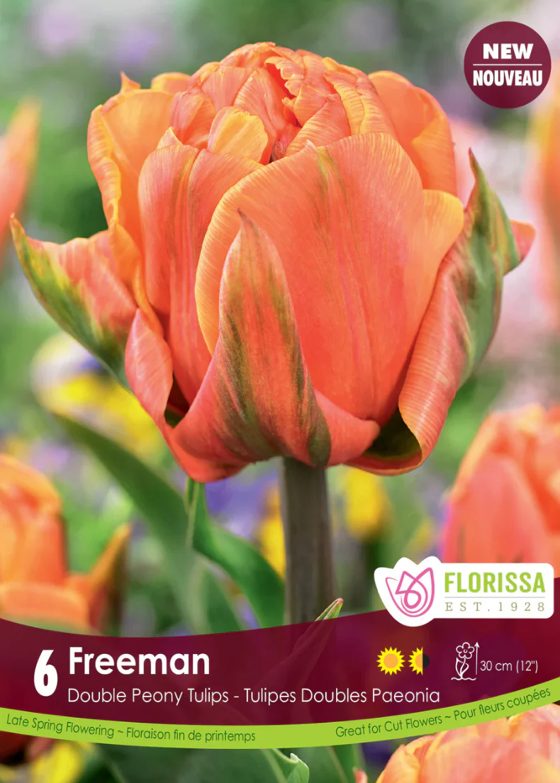 PRE-ORDER Tulip Double Late | Freeman