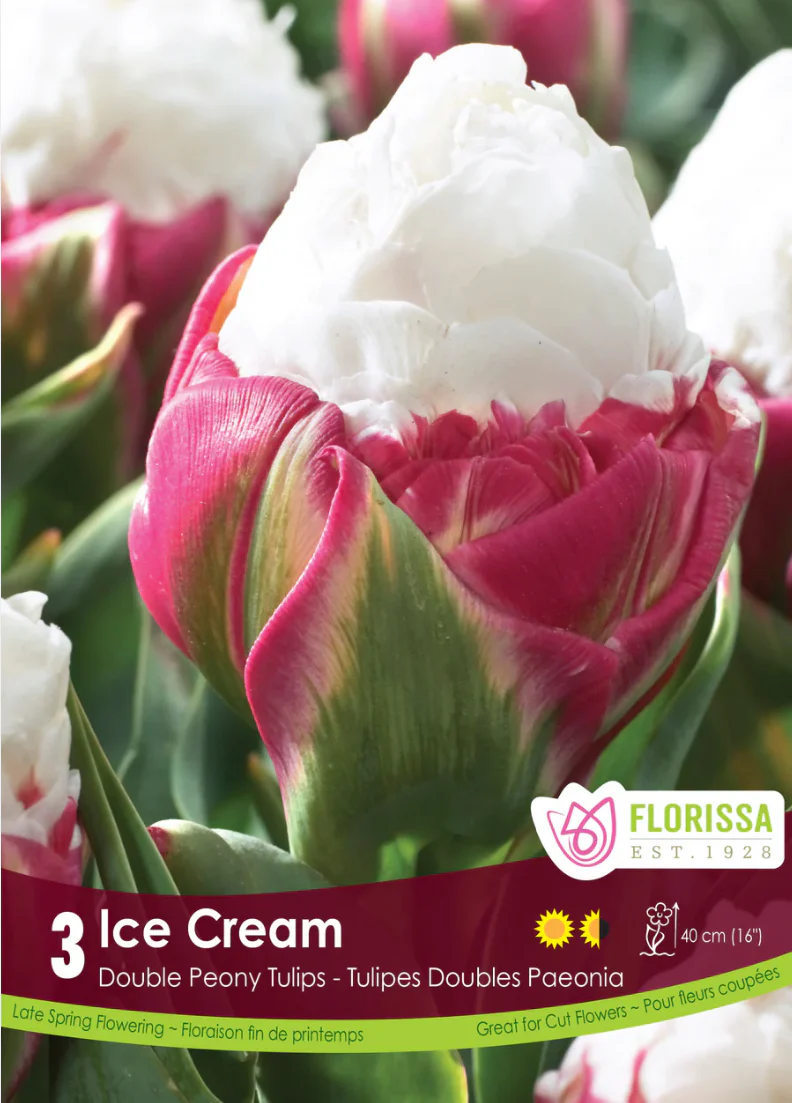 PRE-ORDER Tulip Double Late | Ice Cream