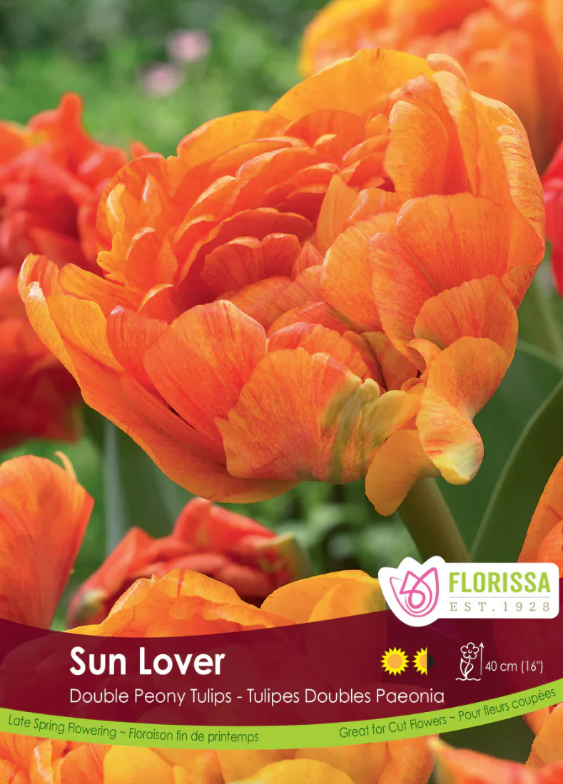 PRE-ORDER Tulip Double Late | Sun Lover