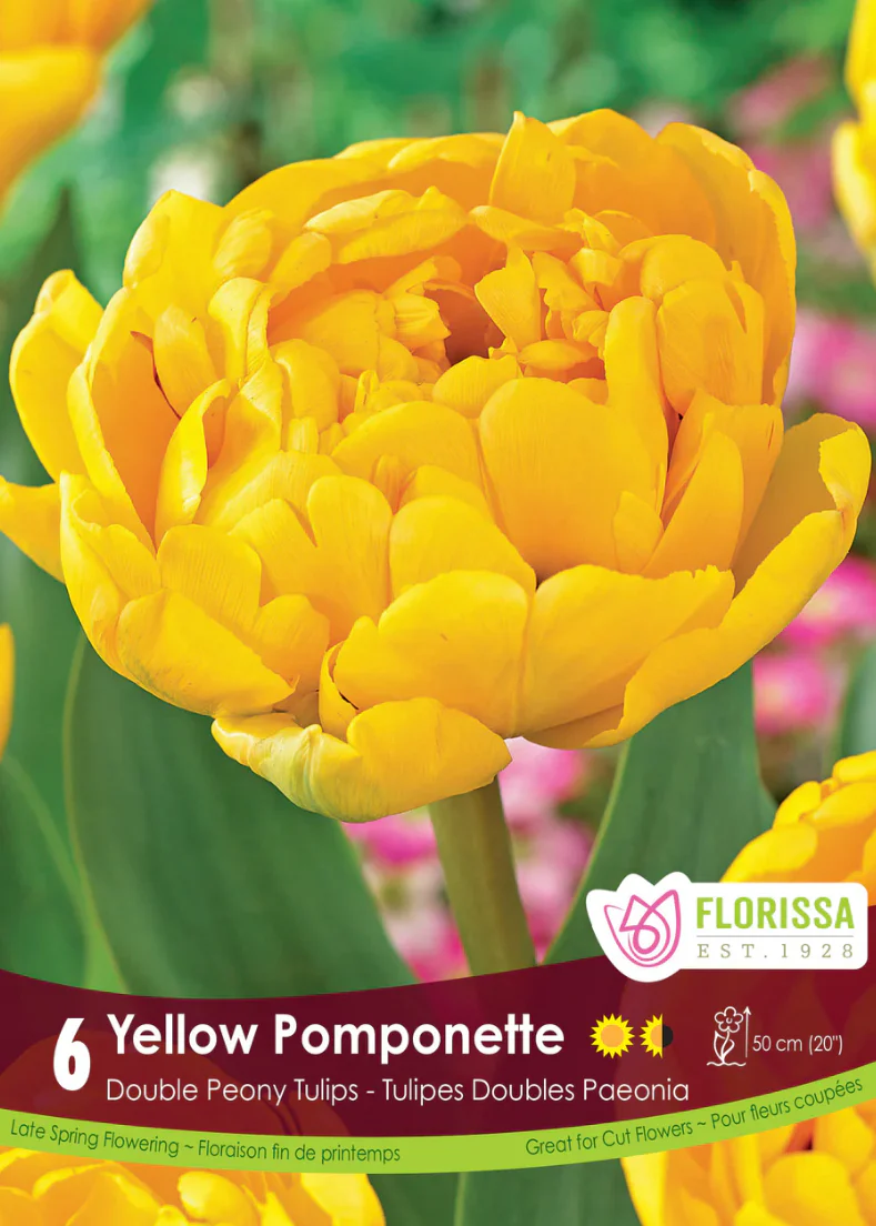 PRE-ORDER Tulip Double Late | Yellow Pomponette