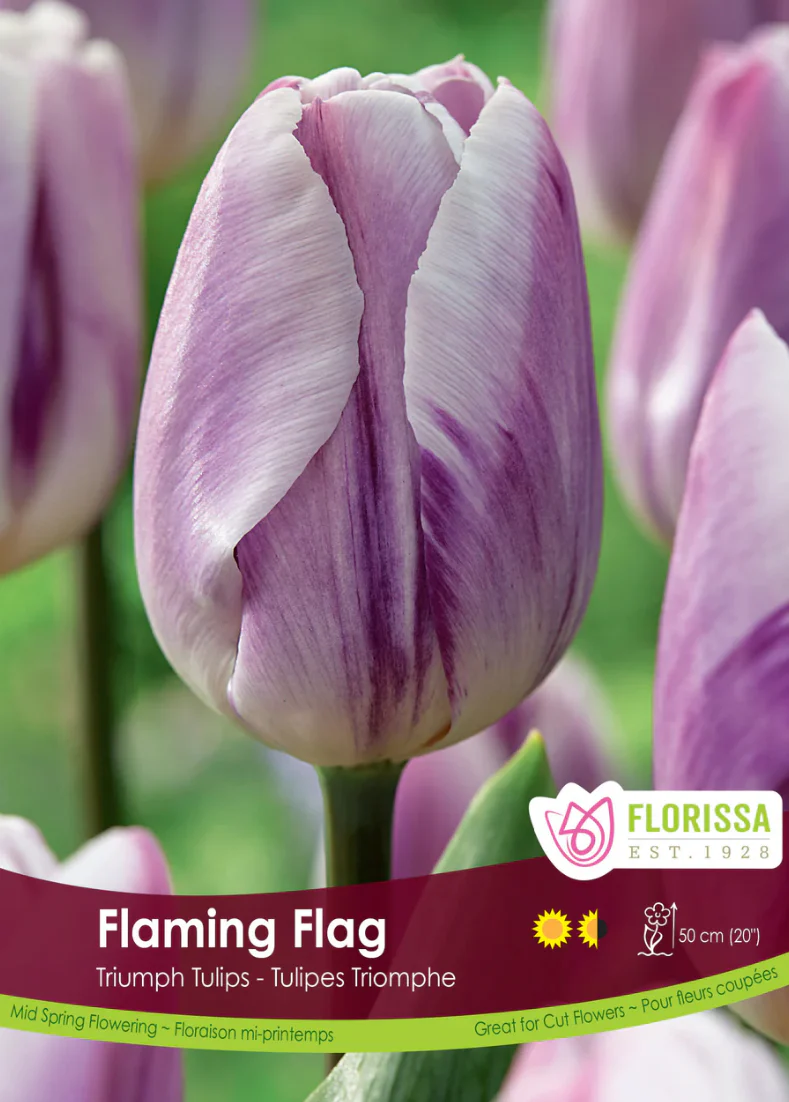 PRE-ORDER Tulip | Flaming Flag