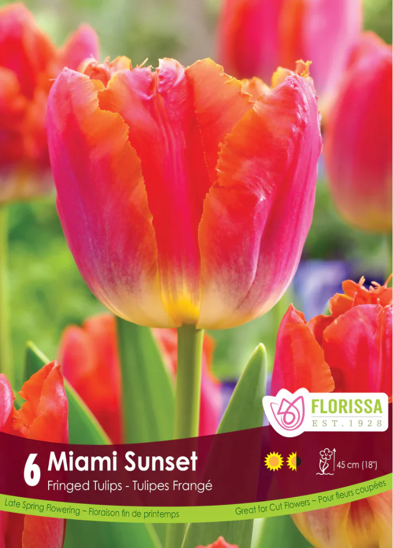 PRE-ORDER Tulip Fringed | Sunset Miami