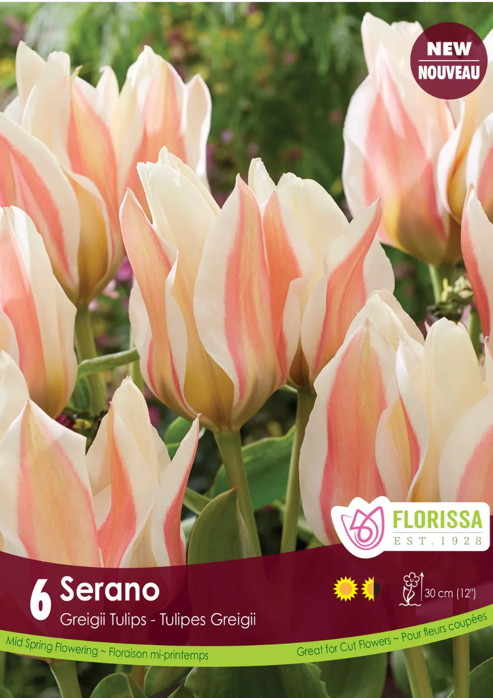 PRE-ORDER Tulip Greigii | Serano