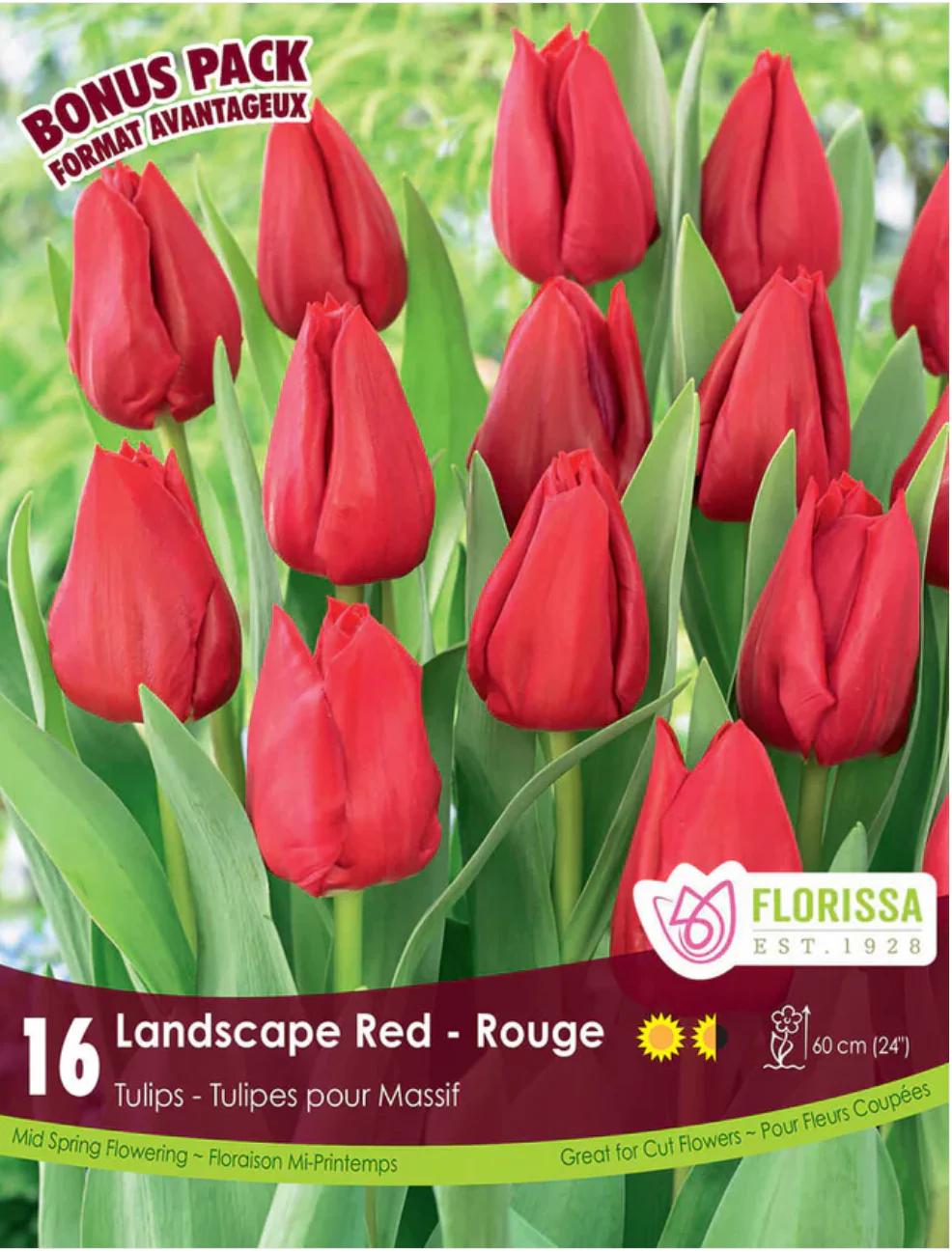 PRE-ORDER Tulip Landscape | Red