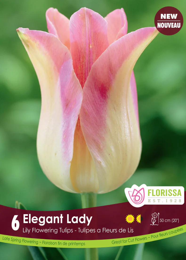 PRE-ORDER Tulip Lily Flowering | Elegant Lady