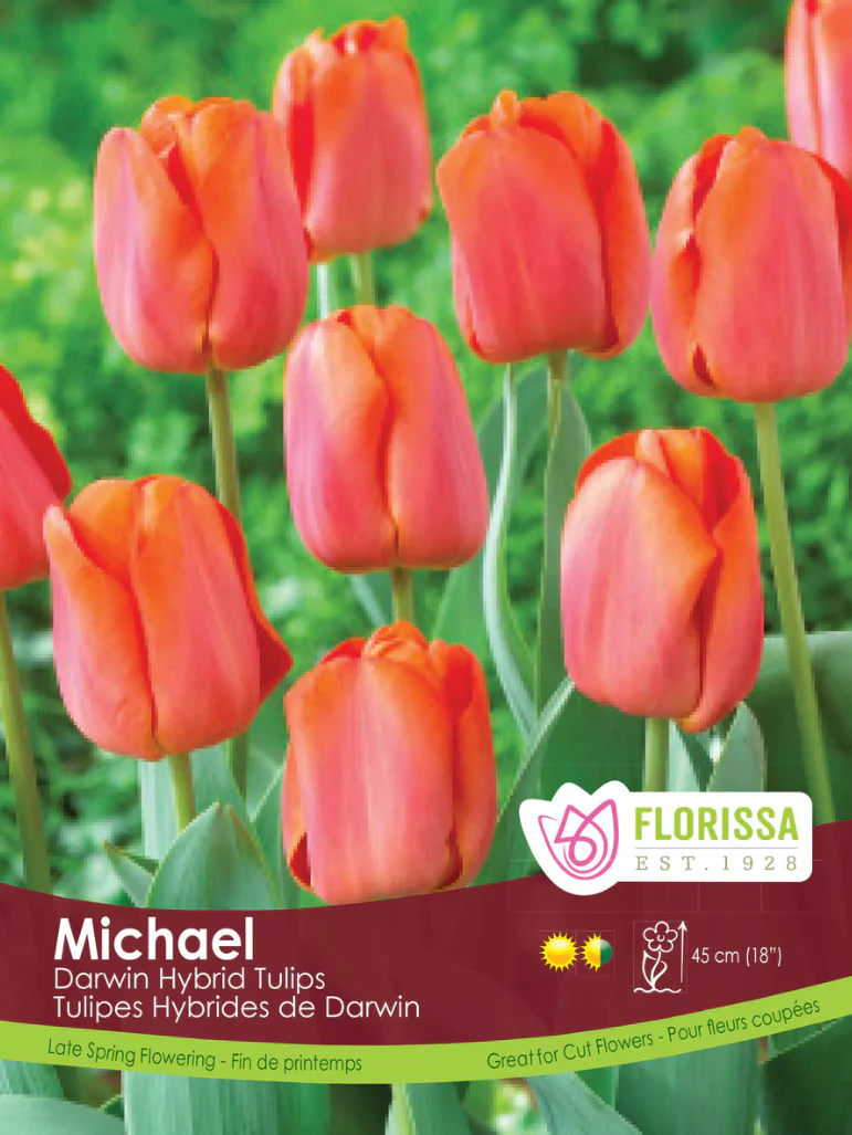 PRE-ORDER Tulip - Michael