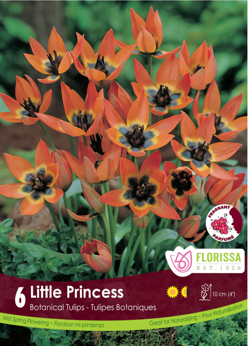 PRE-ORDER Tulip Mini Botanical | Little Princess