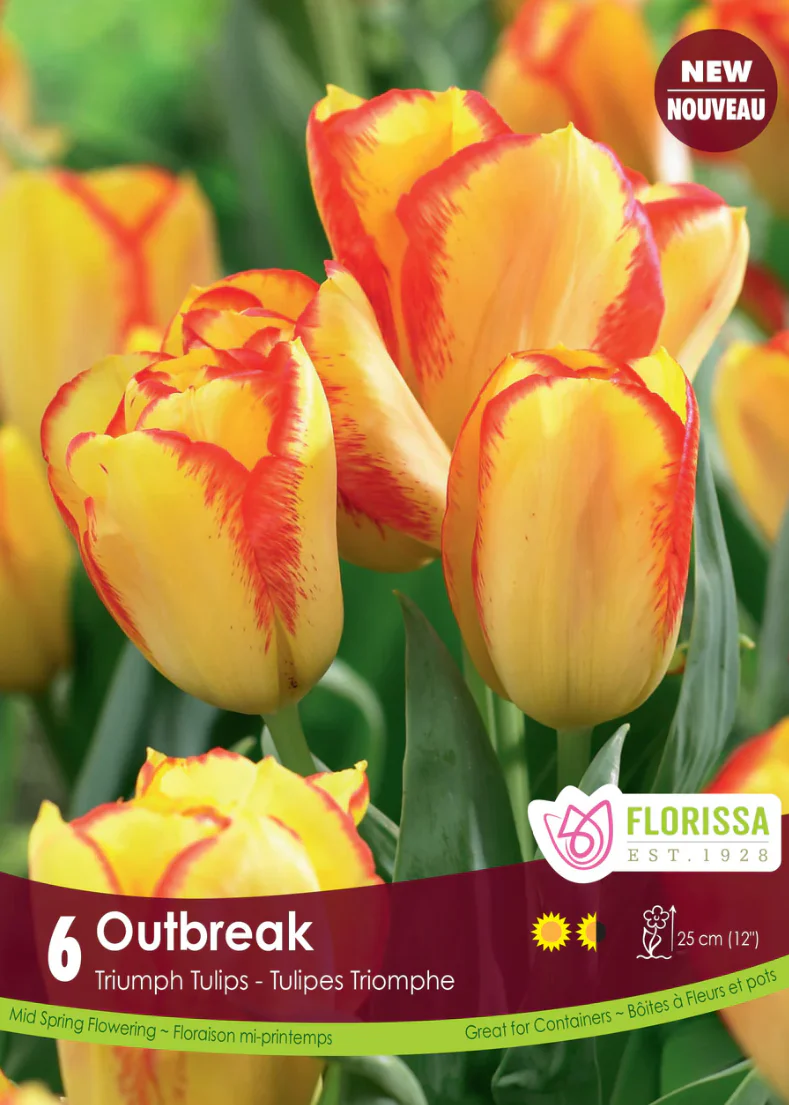 PRE-ORDER Tulip | Outbreak