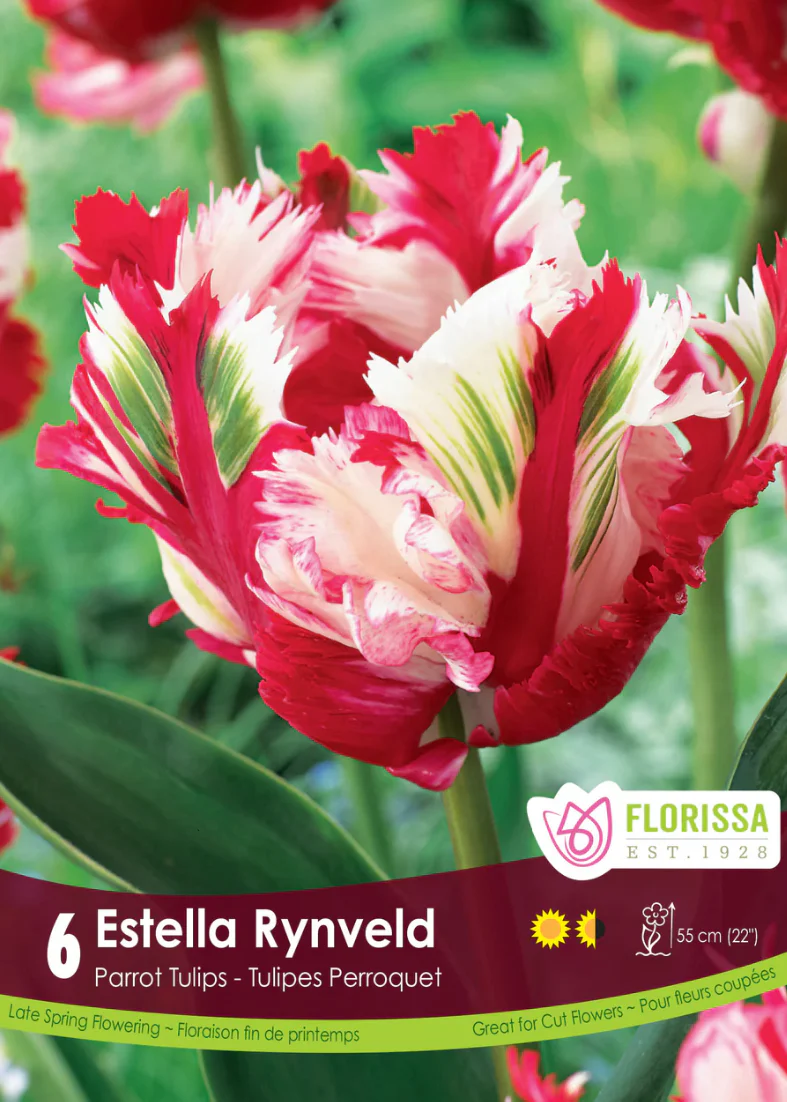 PRE-ORDER Tulip Parrot | Estella Rynveld