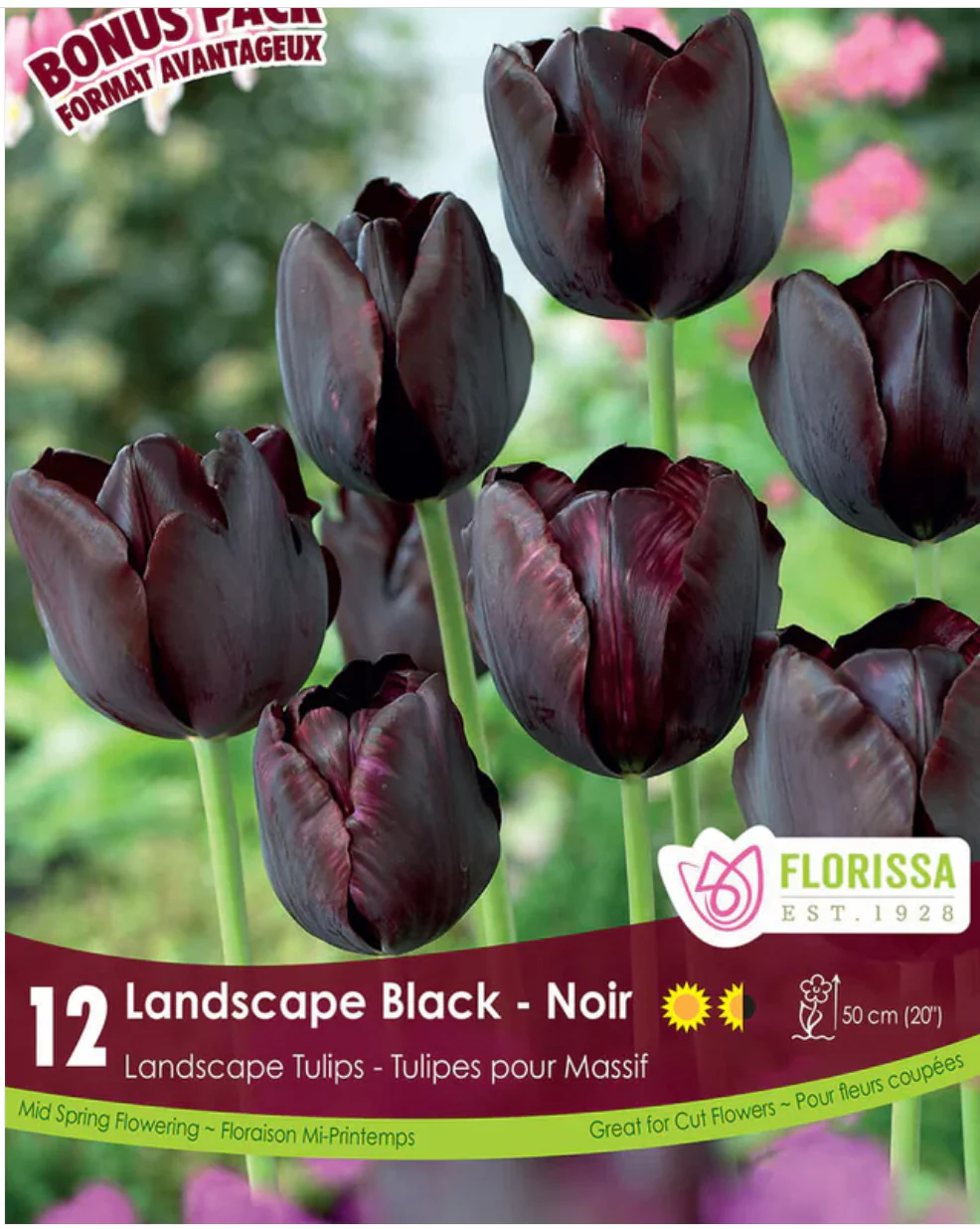 PRE-ORDER Tulip Landscape | Black
