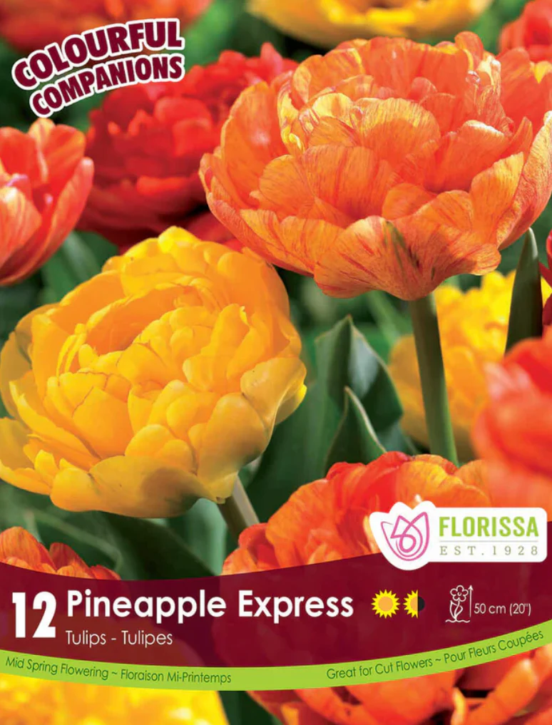 PRE-ORDER Tulip | Pineapple Express