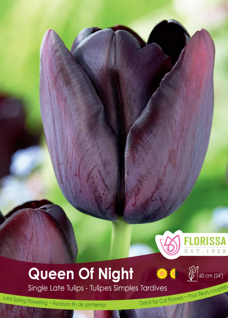 PRE-ORDER Tulip - Queen of Night