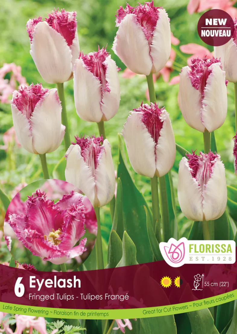 PRE-ORDER Tulip Fringed | Eyelash