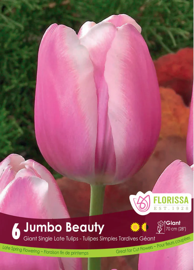 PRE-ORDER Tulip Single Late | Jumbo Beauty