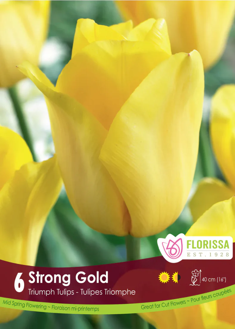 PRE-ORDER Tulip | Strong Gold