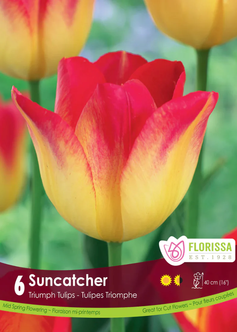 PRE-ORDER Tulip | Suncatcher