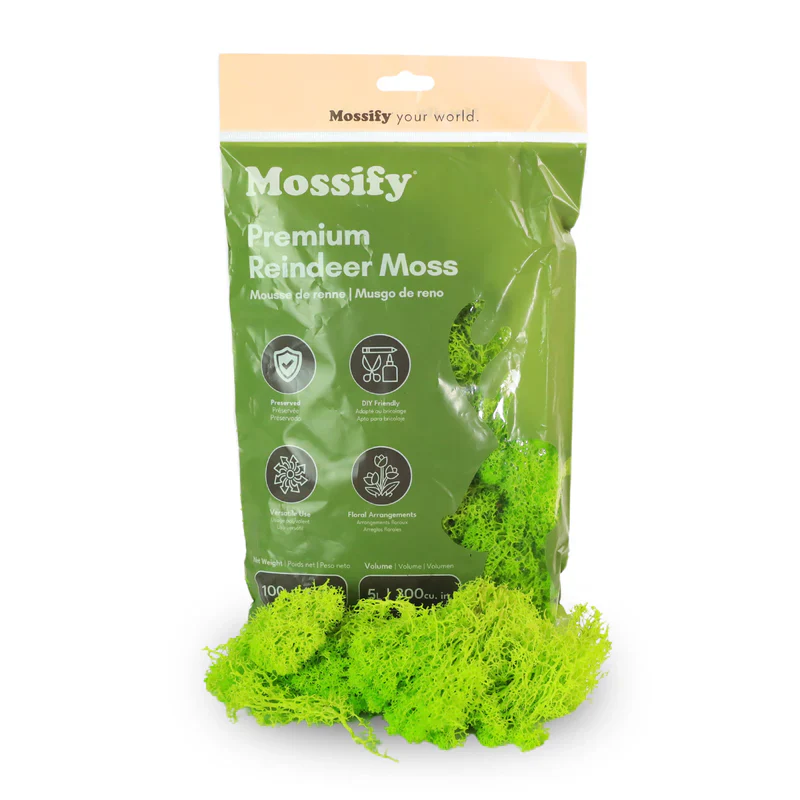 Premium Reindeer Moss Bag Lime 100g