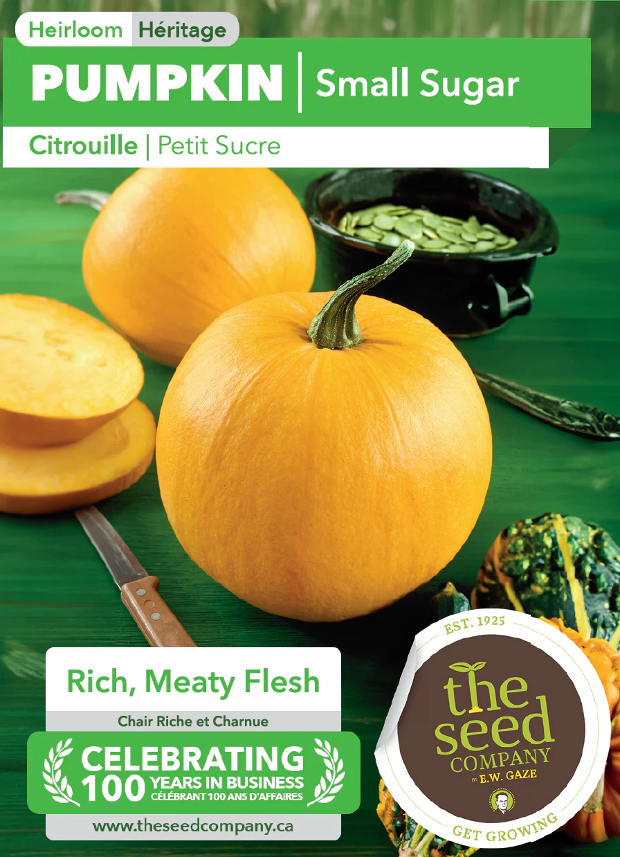 Pumpkin | Small Sugar - Image 2