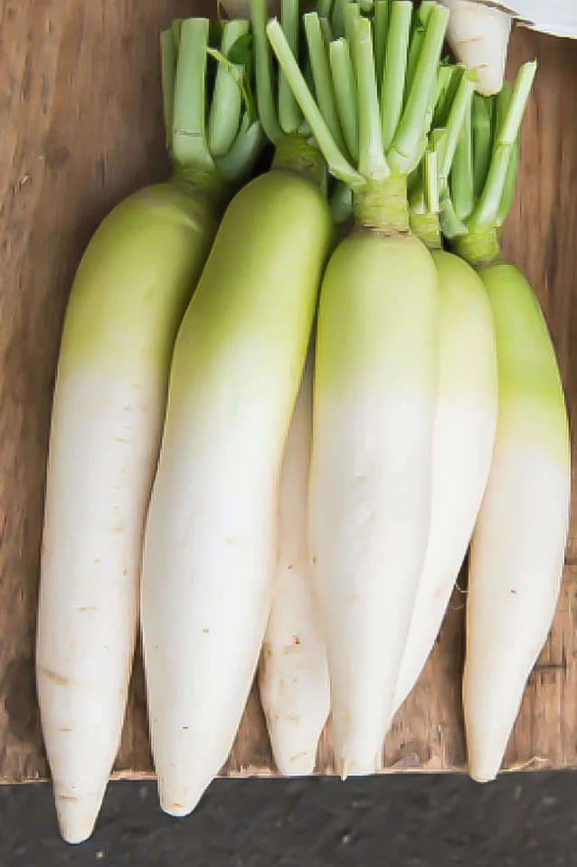 Radish | Daikon ORGANIC