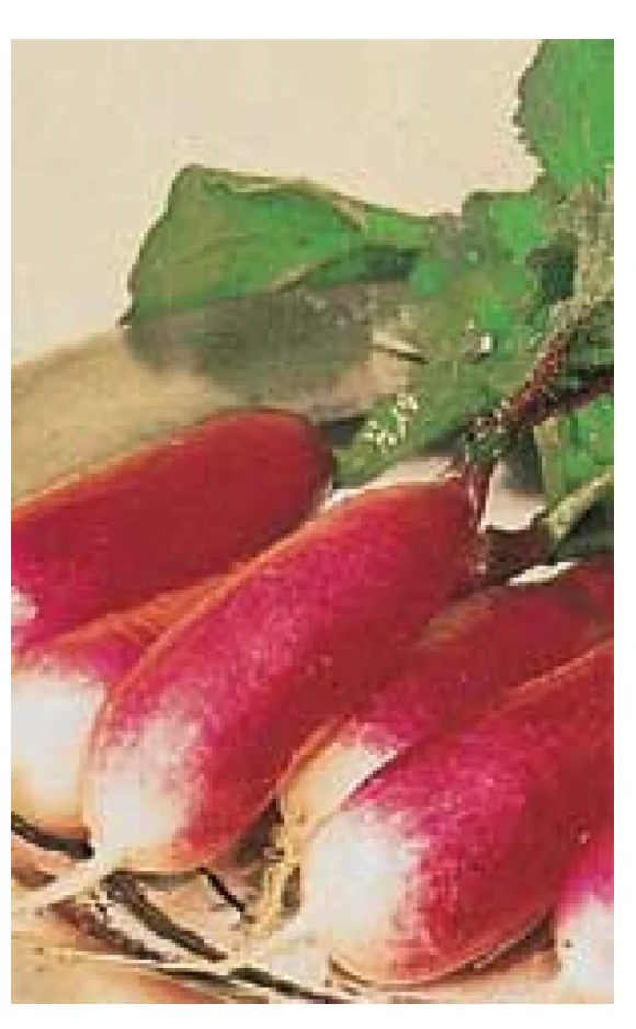 Radish | French Breakfast ORGANIC