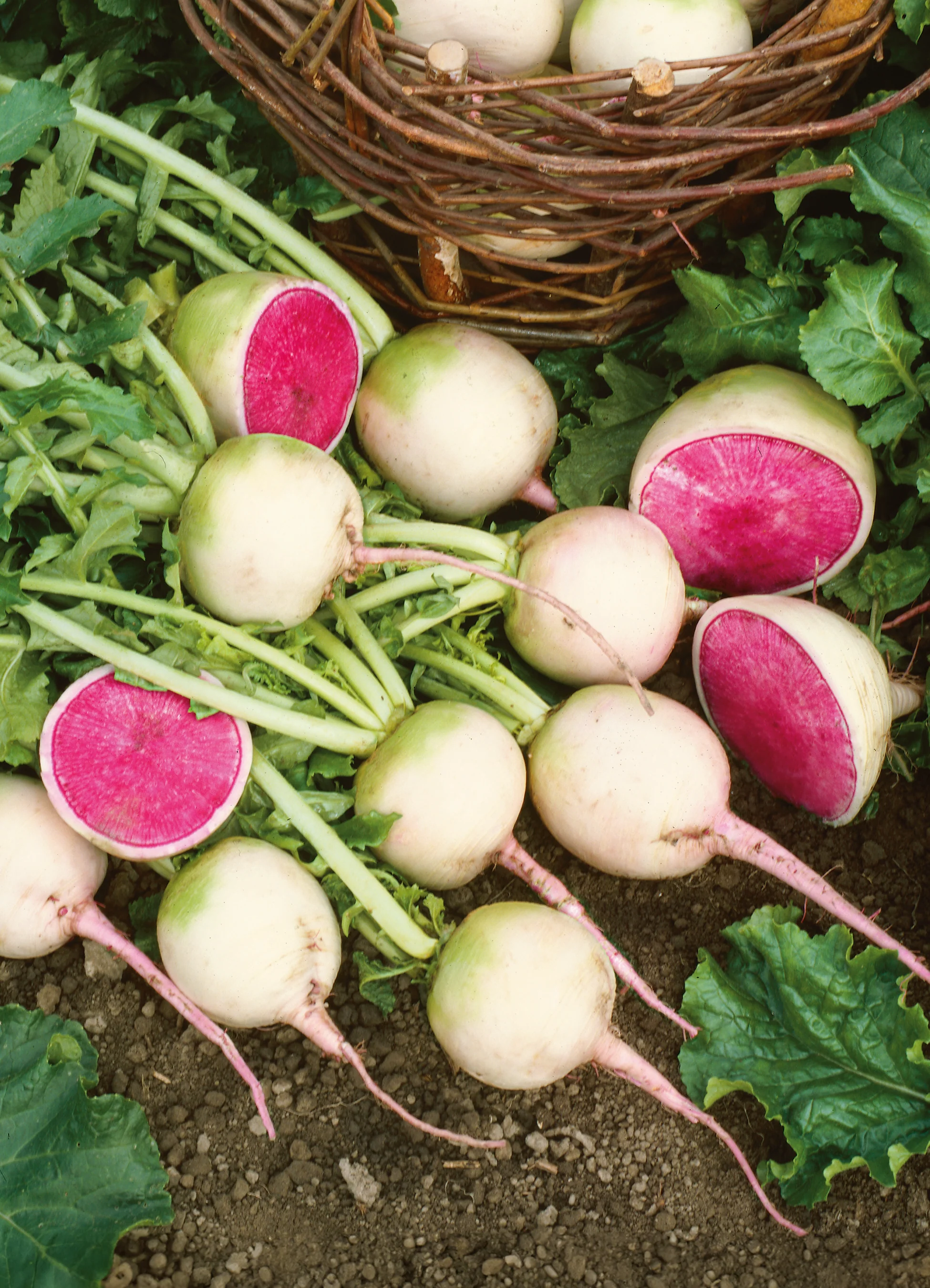 Radish | Watermelon