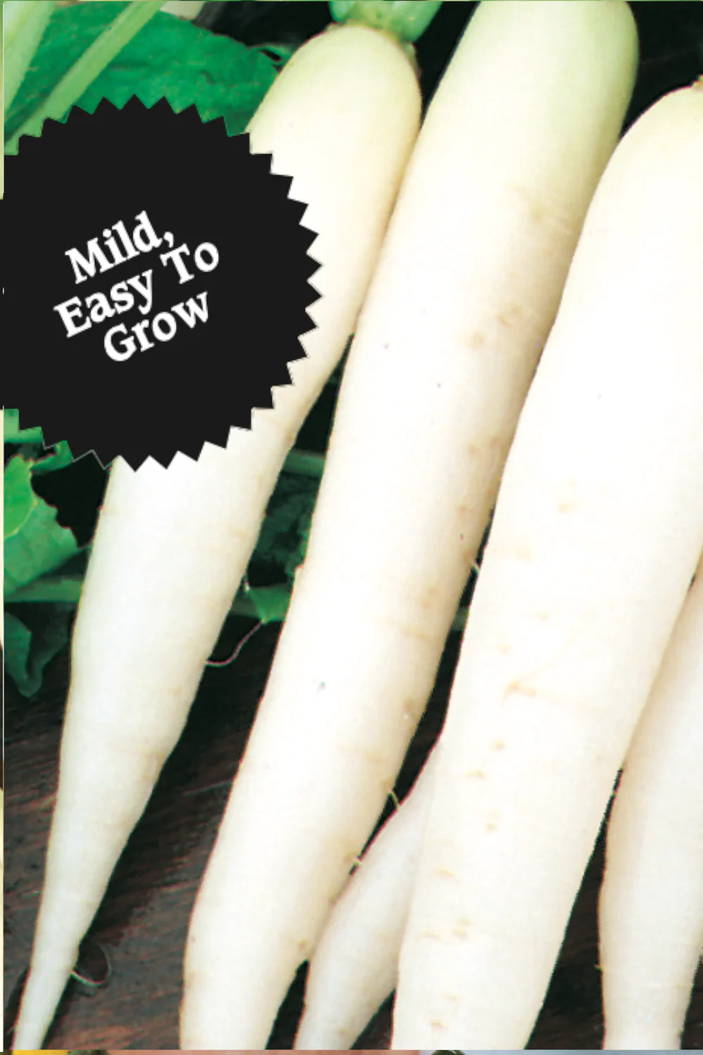 Radish | White Icicle